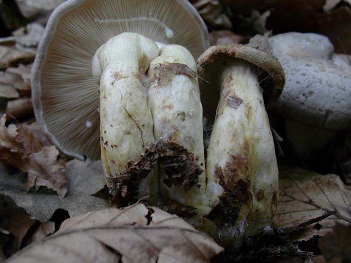 Lactarius (Tolfa) 17.10.06 (cfr. L. luridus/L. violascens)