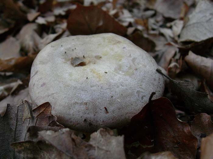 Lactarius (Tolfa) 17.10.06 (cfr. L. luridus/L. violascens)