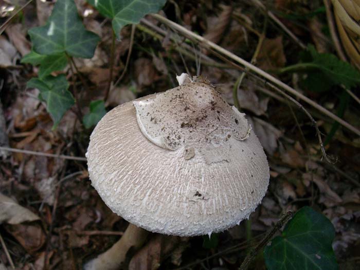 Macrolepiota (Tolfa-RM) 17.10.06