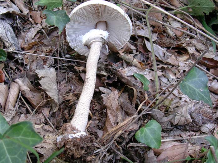 Macrolepiota (Tolfa-RM) 17.10.06