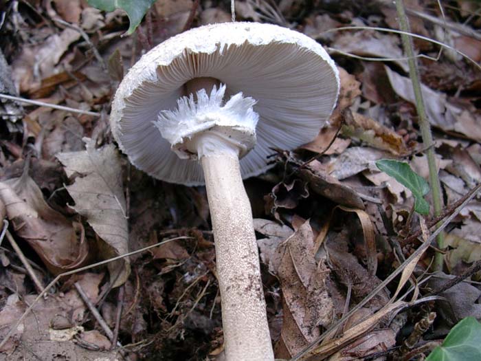 Macrolepiota (Tolfa-RM) 17.10.06