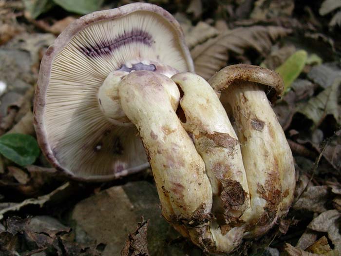 Lactarius (Tolfa) 17.10.06 (cfr. L. luridus/L. violascens)