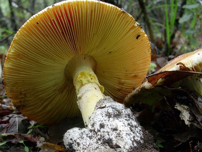 Amanita caesarea (Tolfa - RM) 20.10.06