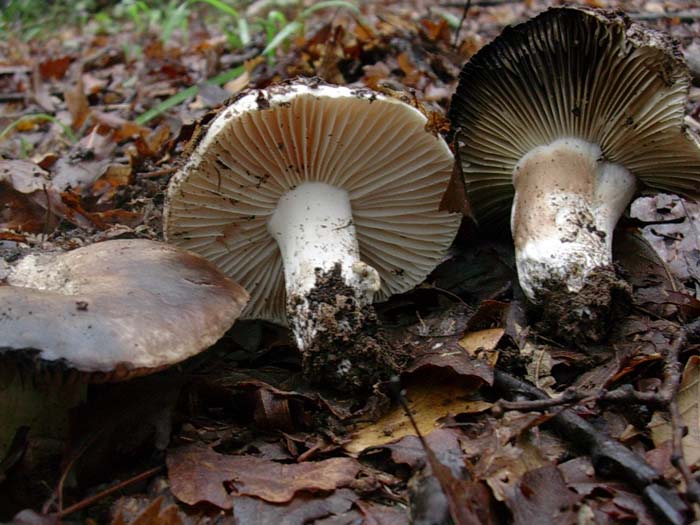Russula nigricans (Tolfa) 20.10.06