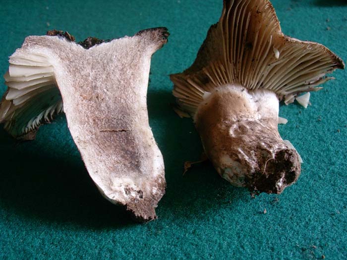 Russula nigricans (Tolfa) 20.10.06