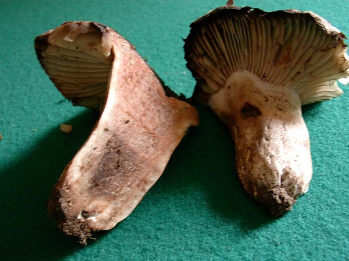 Russula nigricans (Tolfa) 20.10.06