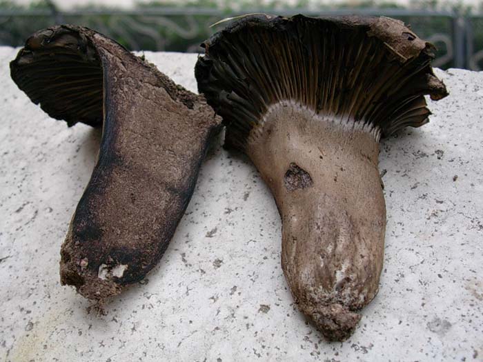 Russula nigricans (Tolfa) 20.10.06