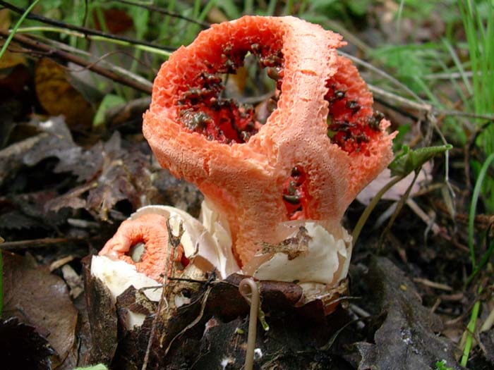 Clathrus ruber? (Bracciano - RM) 24.10.06