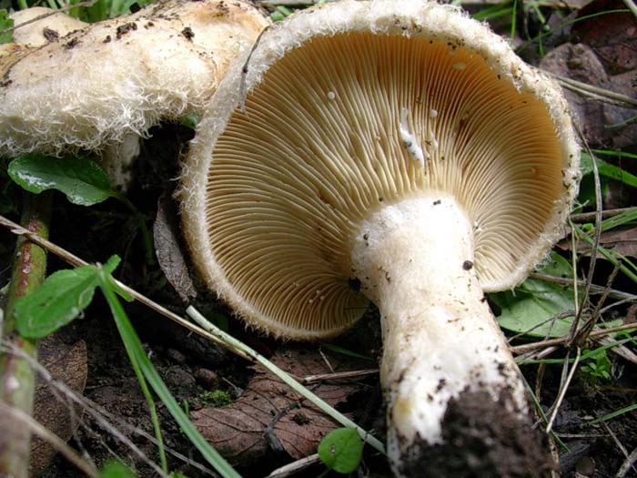 Lactarius mairei? (Bracciano) 24.10.06
