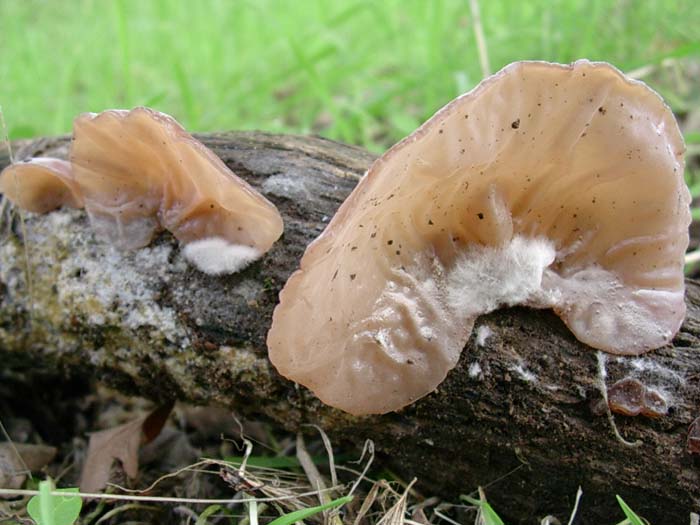 Auricularia auricula judae? (Bracciano- RM) 24.10.06