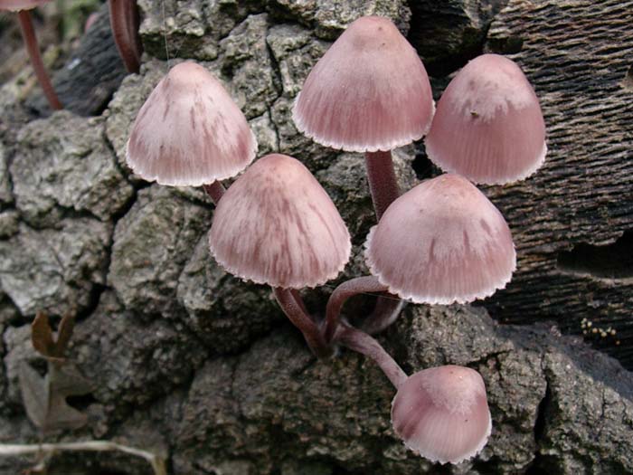 Mycena haematopus? (Bracciano - RM) 24.10.06