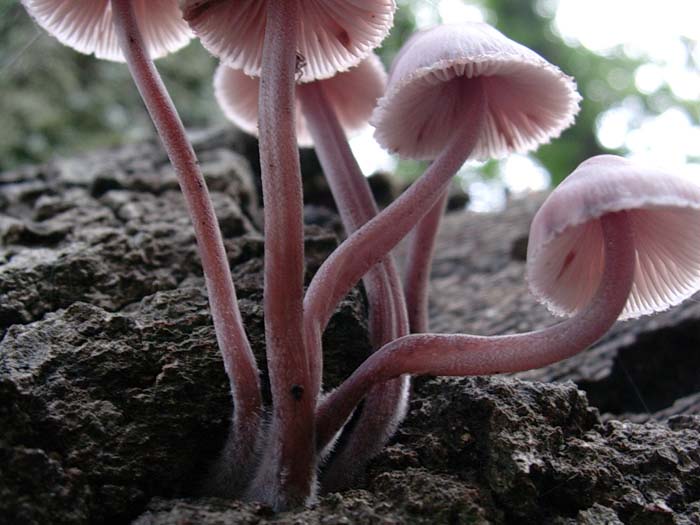 Mycena haematopus? (Bracciano - RM) 24.10.06
