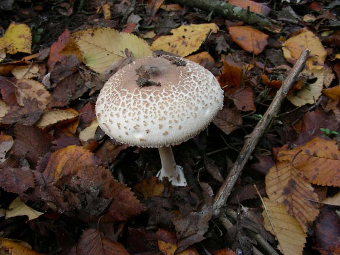 altri ritrovamenti del 16.12.06