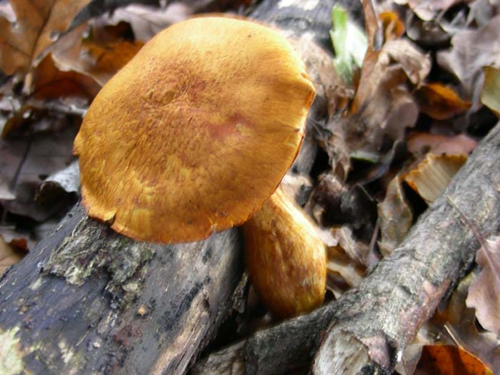 altri ritrovamenti del 16.12.06