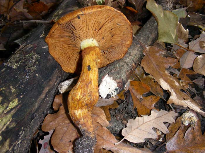 altri ritrovamenti del 16.12.06