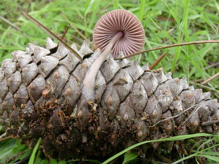 Mycena (Castel di Guido - RM) 27.10.06