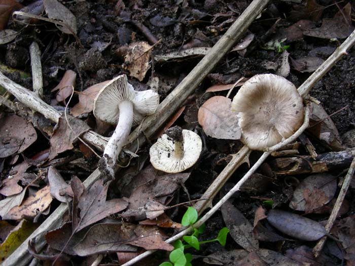 altri ritrovamenti del 16.12.06