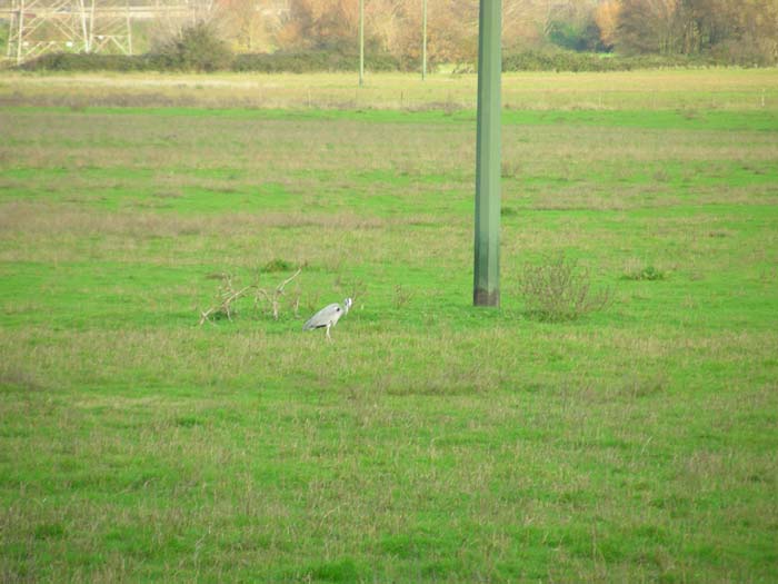 Airone cenerino Ardea cinerea