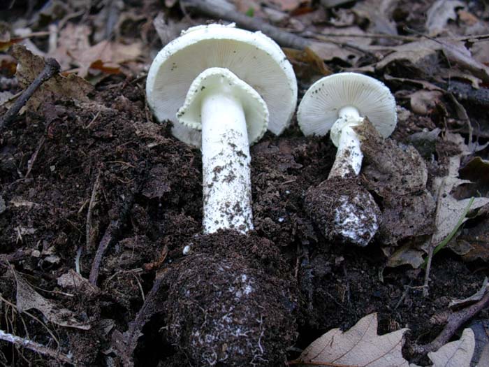 Amanita citrina (Manziana - RM) 07.11.06