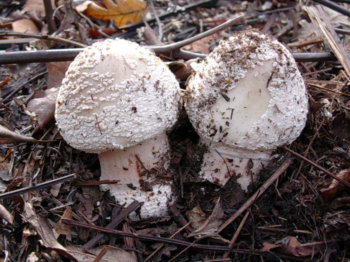 Amanita rubescens (Manziana - RM) 07.11.06