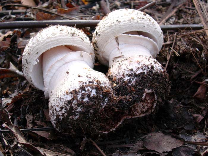 Amanita rubescens (Manziana - RM) 07.11.06