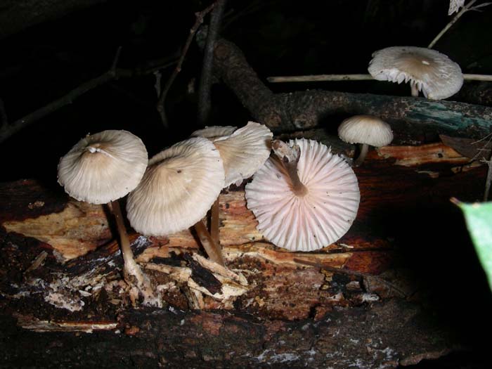 altri ritrovamenti del 22.12.06