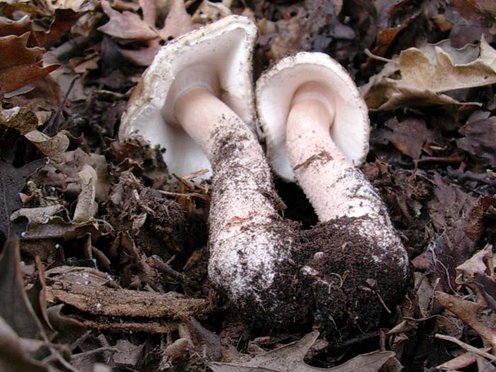 Amanita rubescens (Manziana - RM) 07.11.06