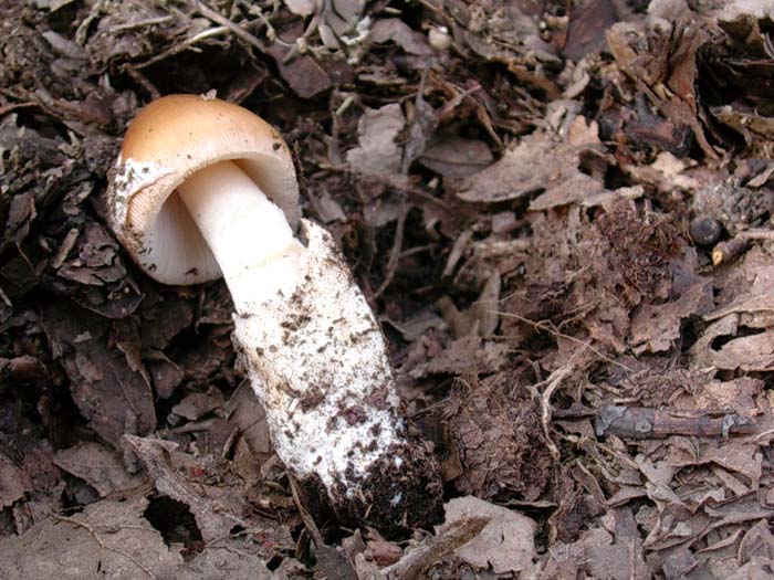 Amanita vaginata (Manziana - RM) 07.11.06