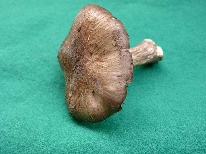 Pluteus cervinus ?? (Manziana - RM) 07.11.06