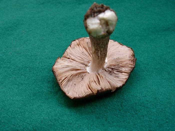 Pluteus cervinus ?? (Manziana - RM) 07.11.06