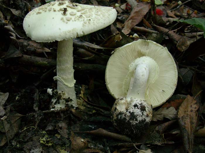 Amanita citrina curiosa 10.11.06
