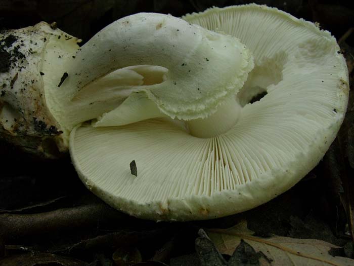 Amanita citrina curiosa 10.11.06