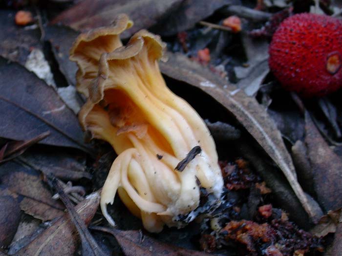 Cantharellus tubaeformis 10.11.06