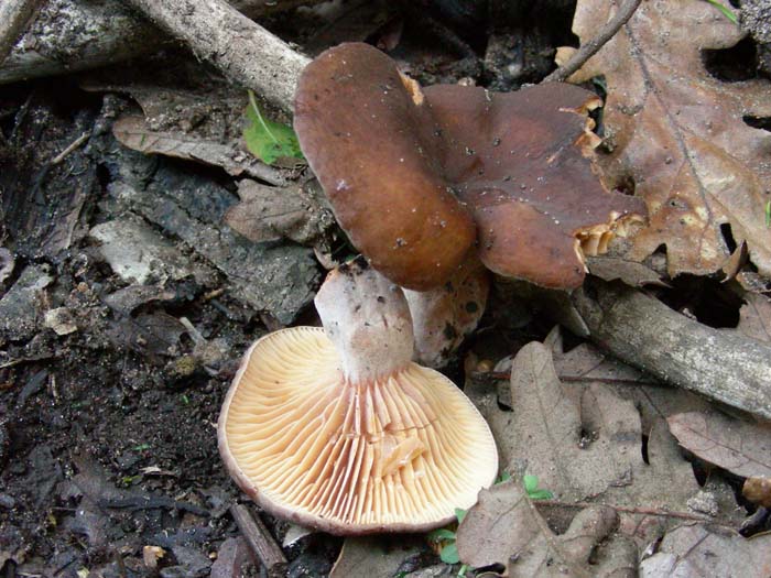 Lactarius 29.12.06 (cfr. L. ruginosus)