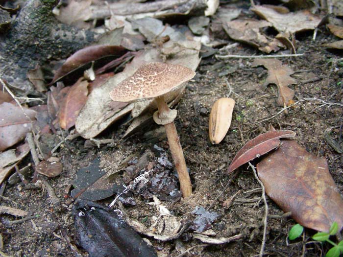 alcuni ritrovamenti del 29.12.06 macchia mediterranea
