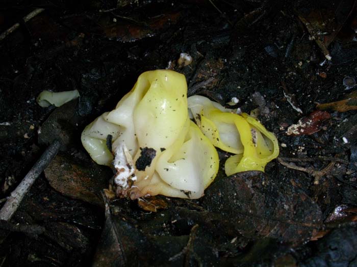 Tremella mesenterica 12.11.06