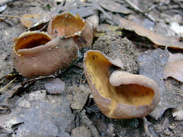 Otidea grandis? 14.11.06