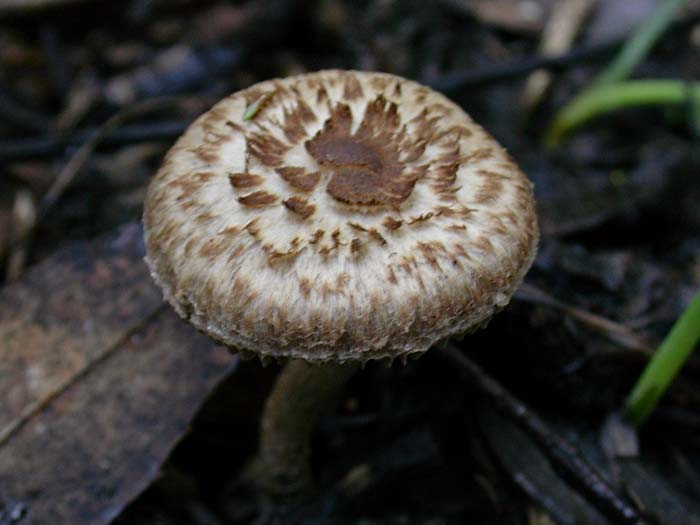 fungo da determinare 12.11.06