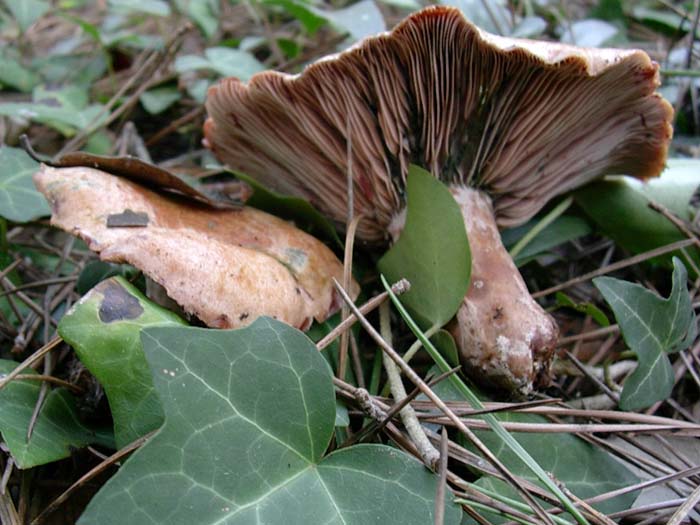 Litorale romano 14.11.06