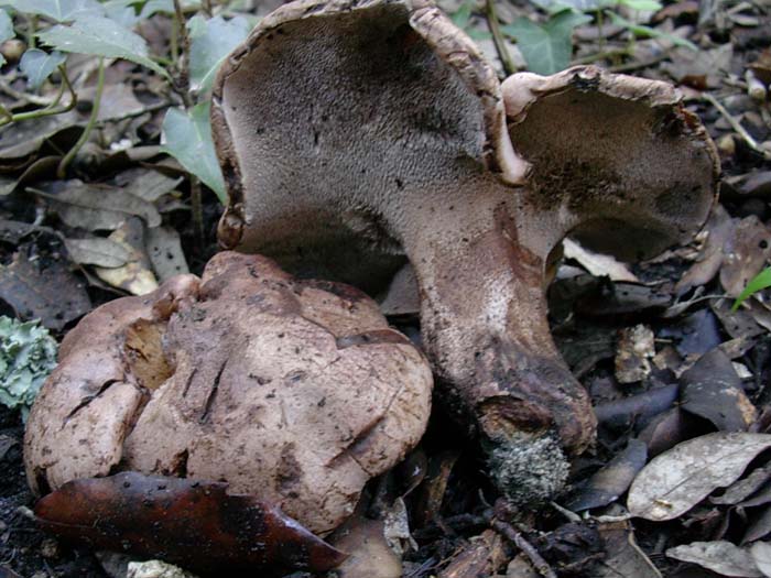 Litorale romano 14.11.06