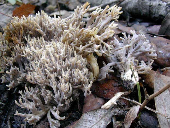 Litorale romano 14.11.06