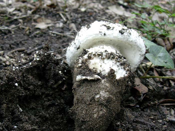 Amanita vittadini? 14.11.06