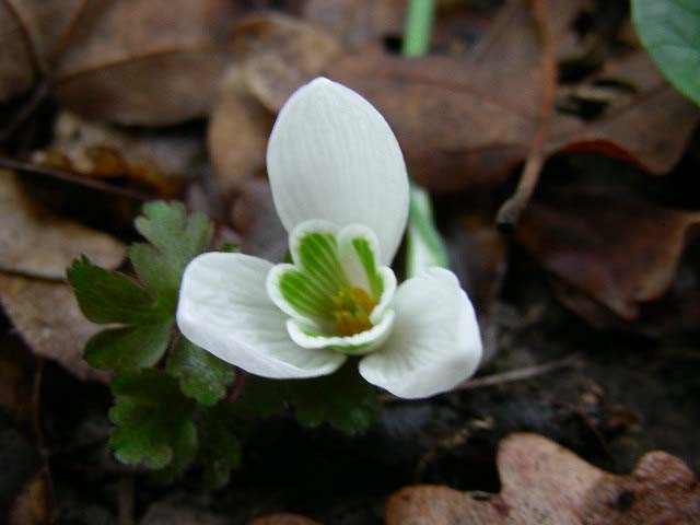 Galanthus nivalis / Bucaneve