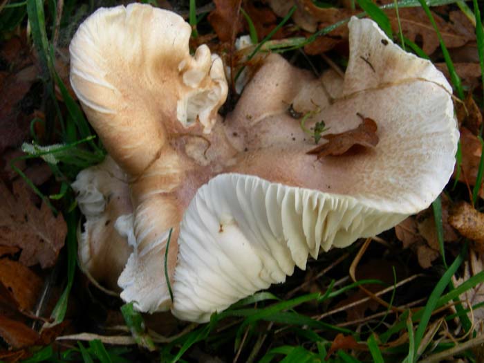 Hygrophorus arbustivus?? Tolfa (RM) 16.01.07