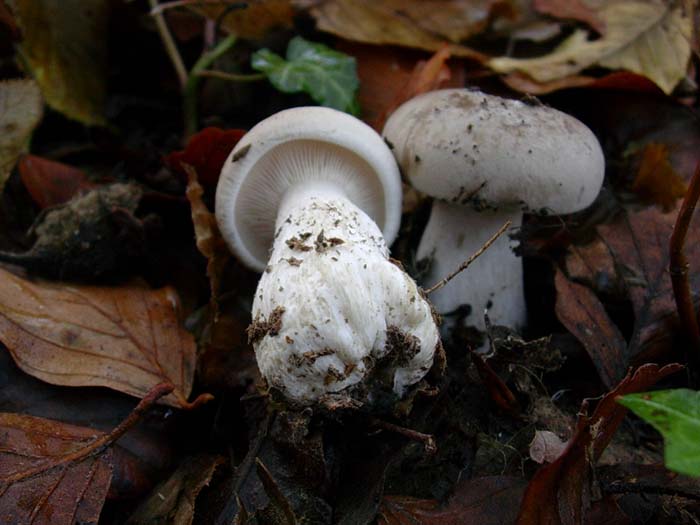 Clitocybe nebularis 28.11.06