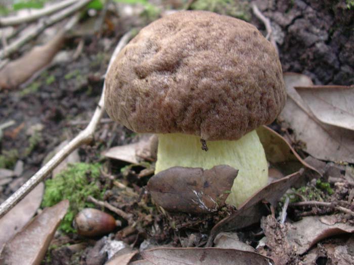 Castelfusano (RM) 01.12.06