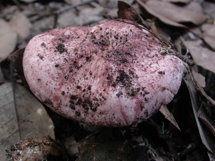 Castelfusano (RM) 01.12.06