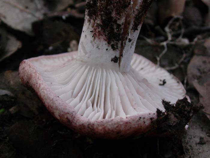 Castelfusano (RM) 01.12.06