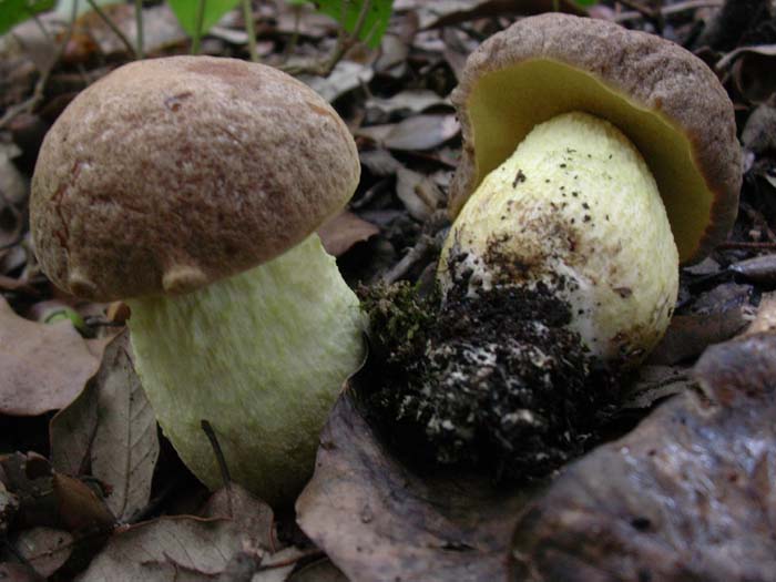 Castelfusano (RM) 01.12.06