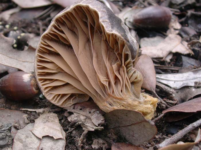 Castelfusano (RM) 01.12.06